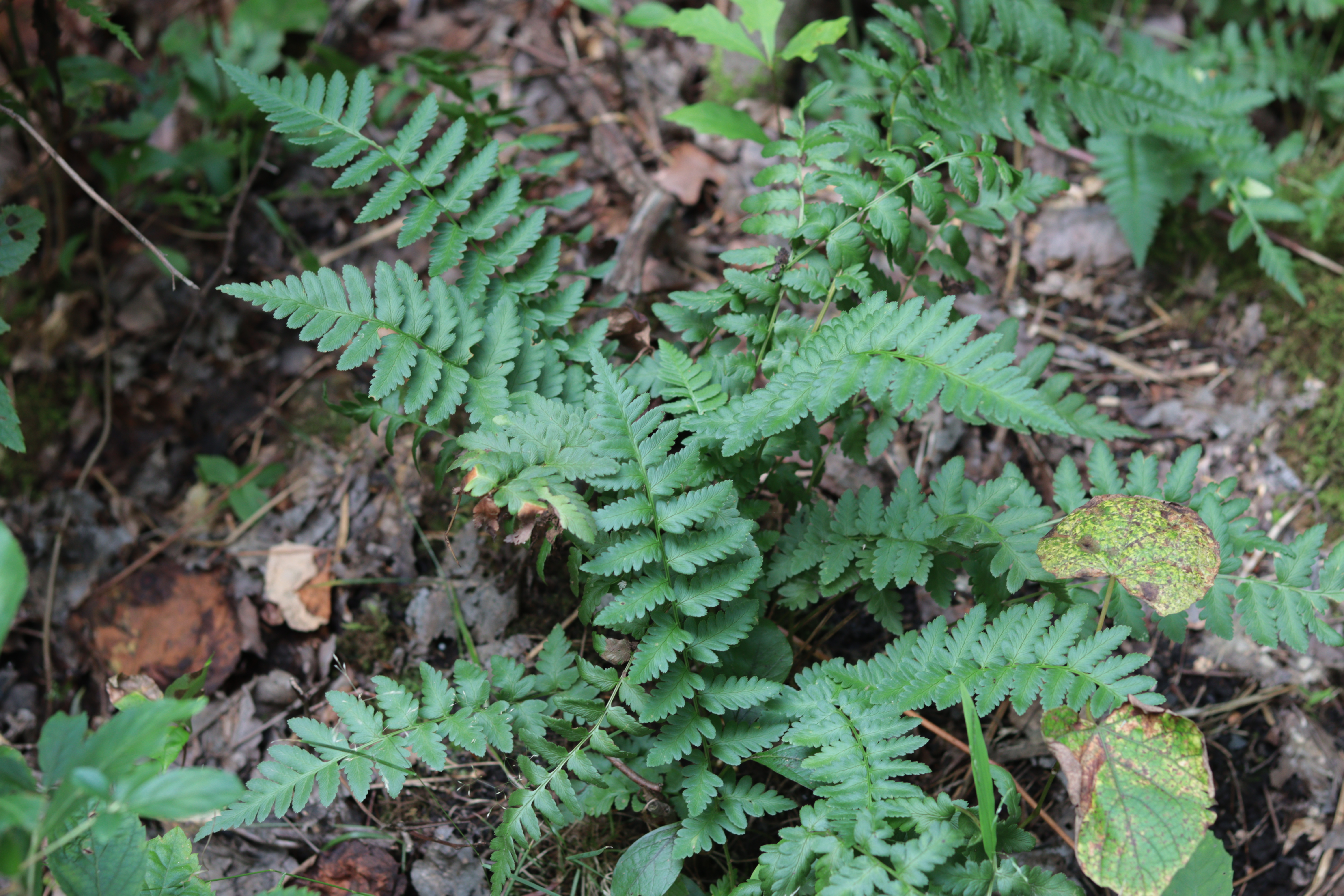 crested_fern1.jpg