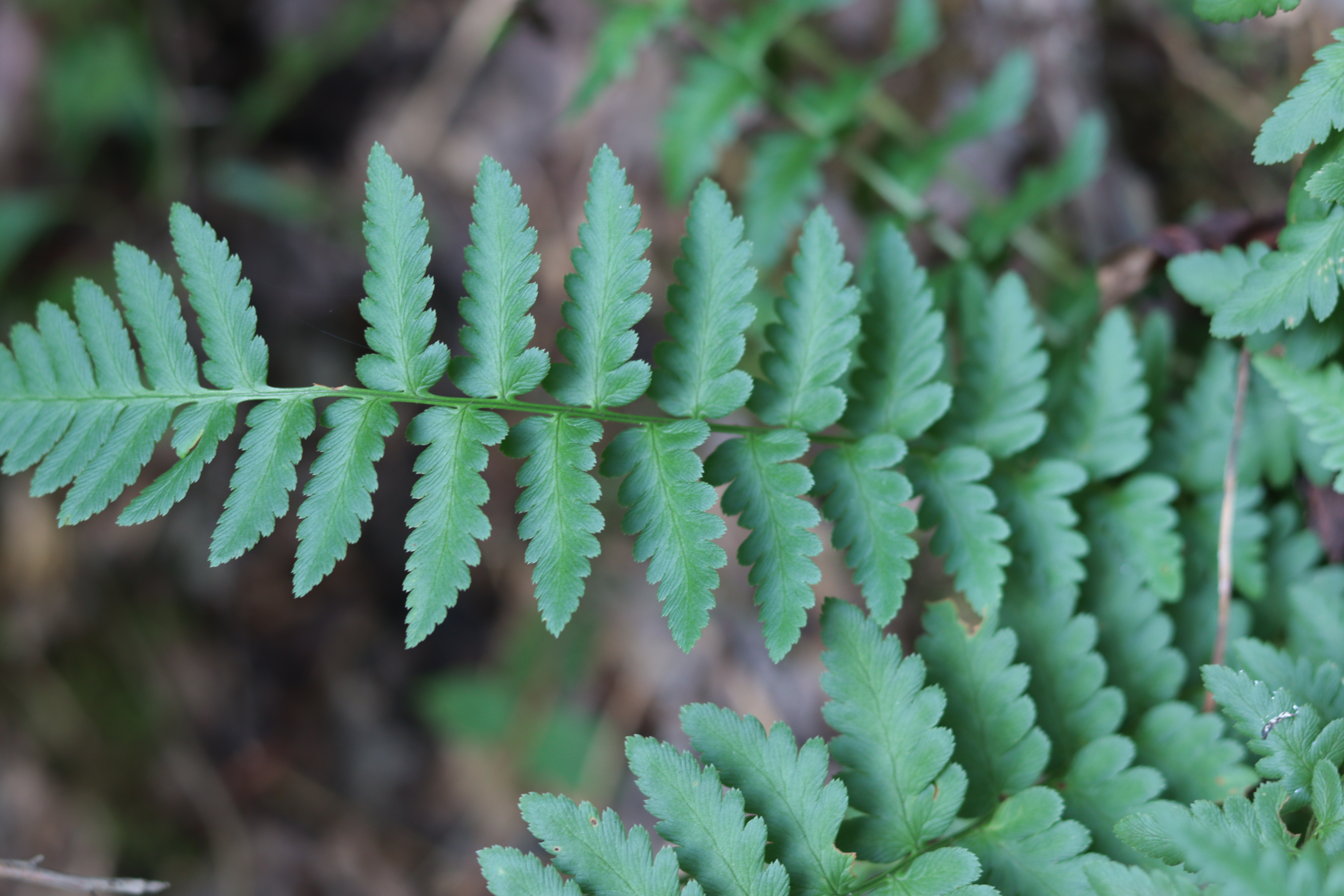crested_fern3.jpg