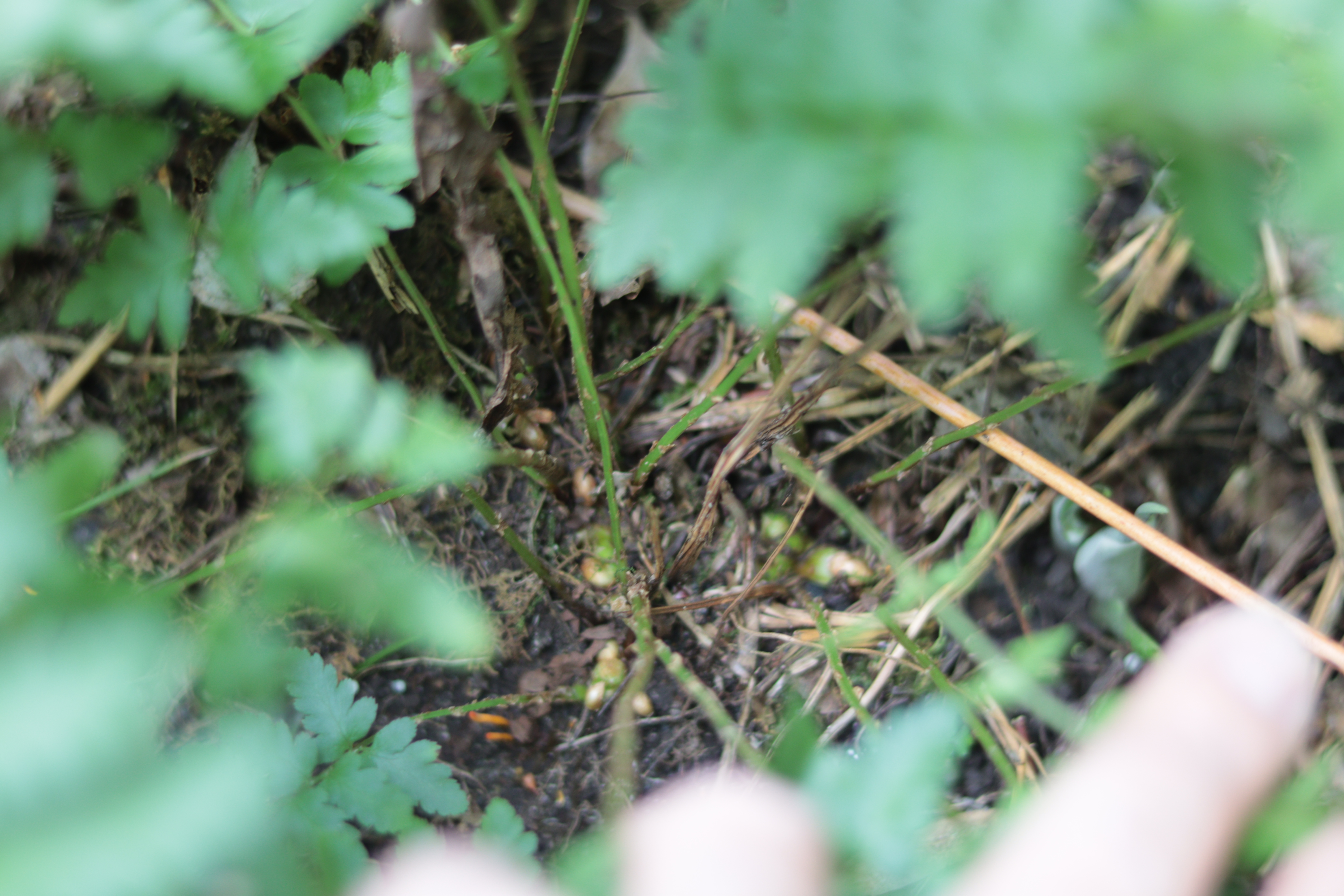 crested_fern4.jpg