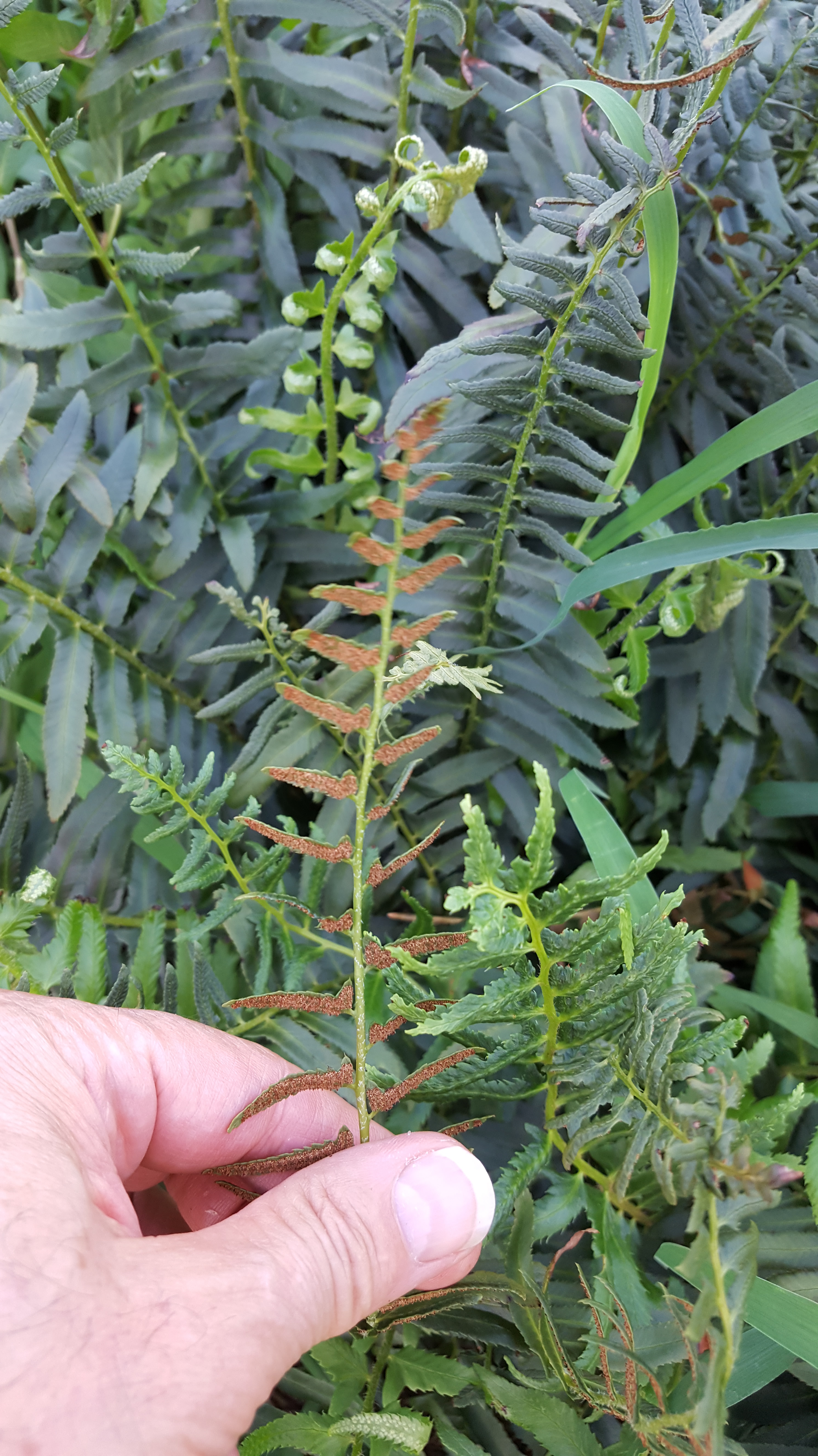 20180726_174857.jpg