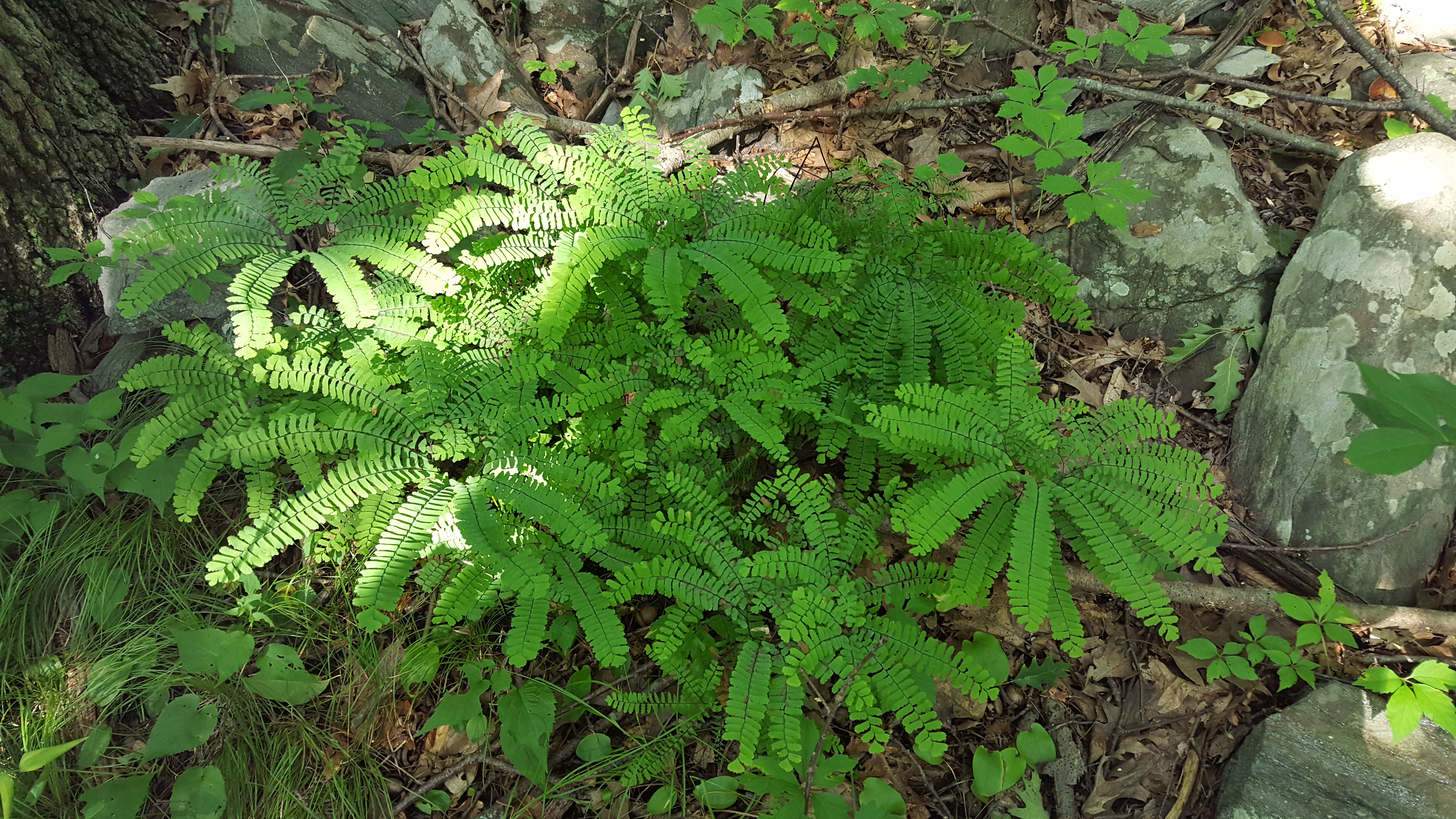 andiantum-pedatum.jpg