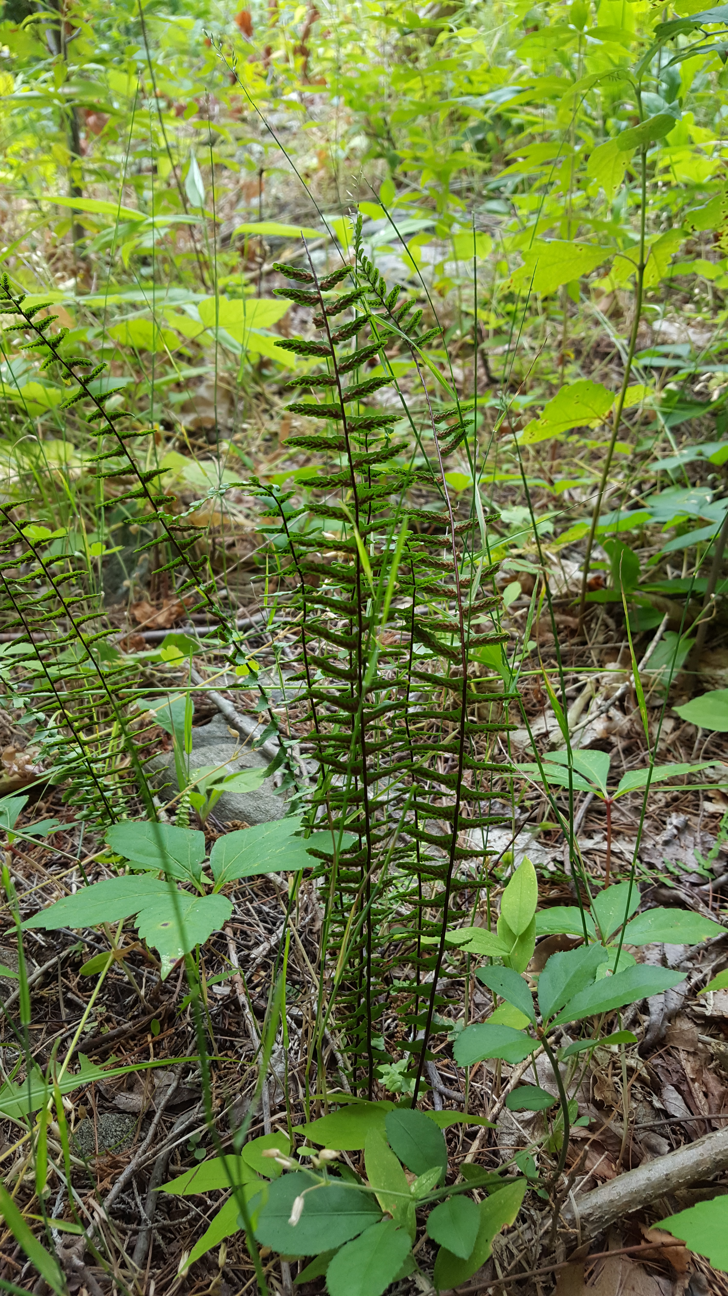 asplenium_platyneuron_2.jpg