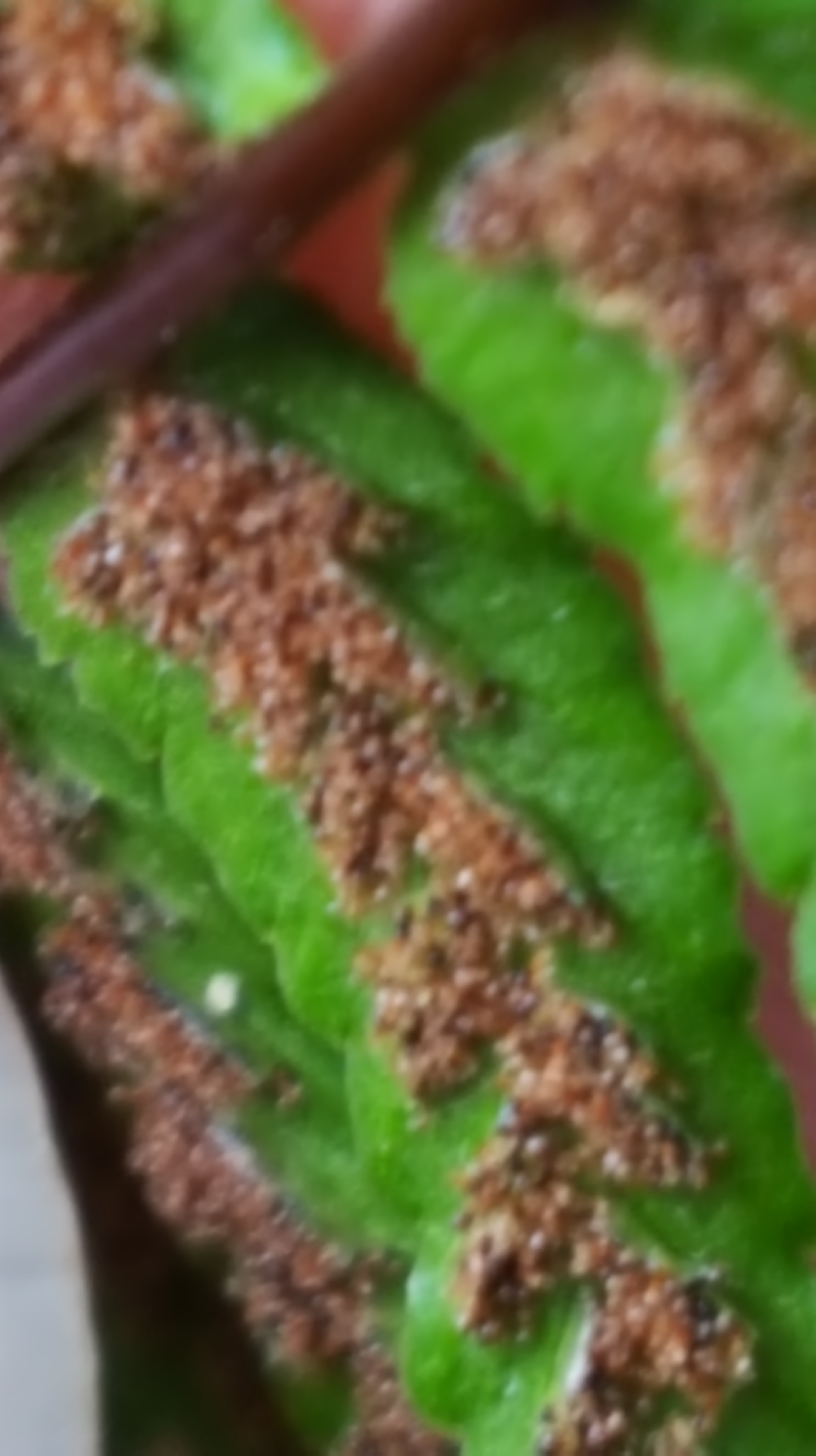 asplenium_platyneuron_3.jpg