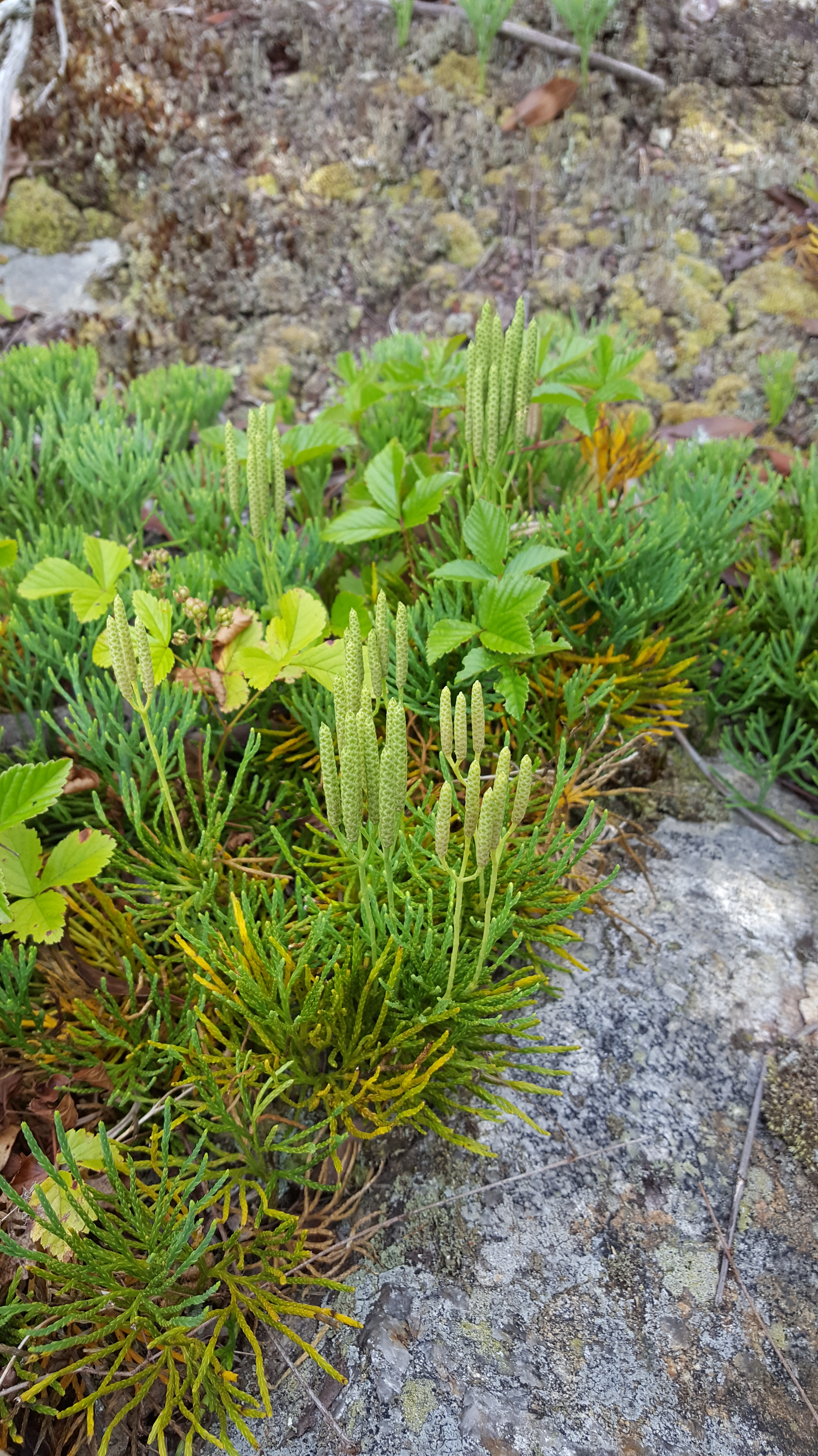 diphasiastrum_tristachyum_1.jpg
