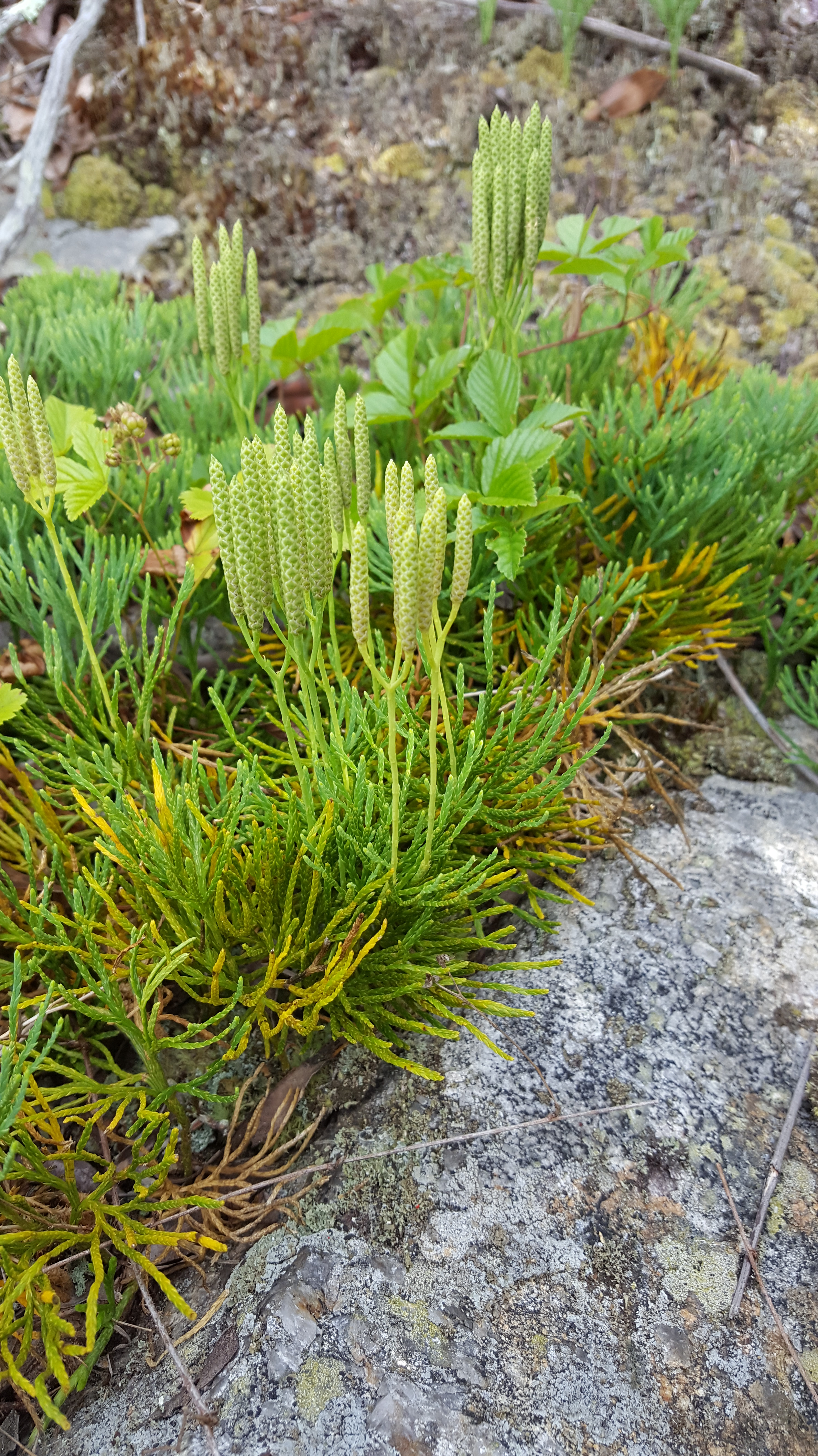 diphasiastrum_tristachyum_2.jpg