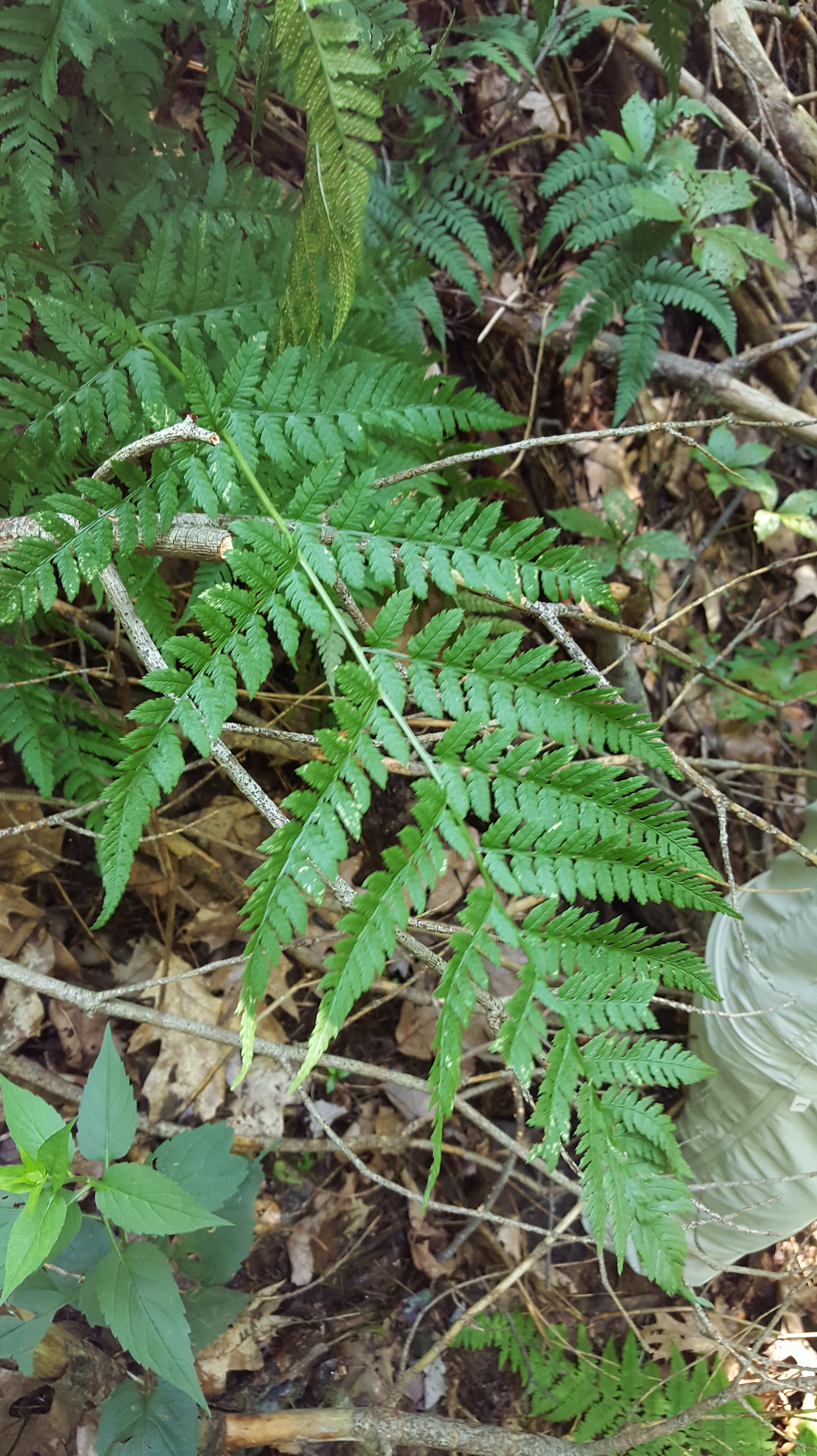 dryopteris-carthusiana_1.jpg