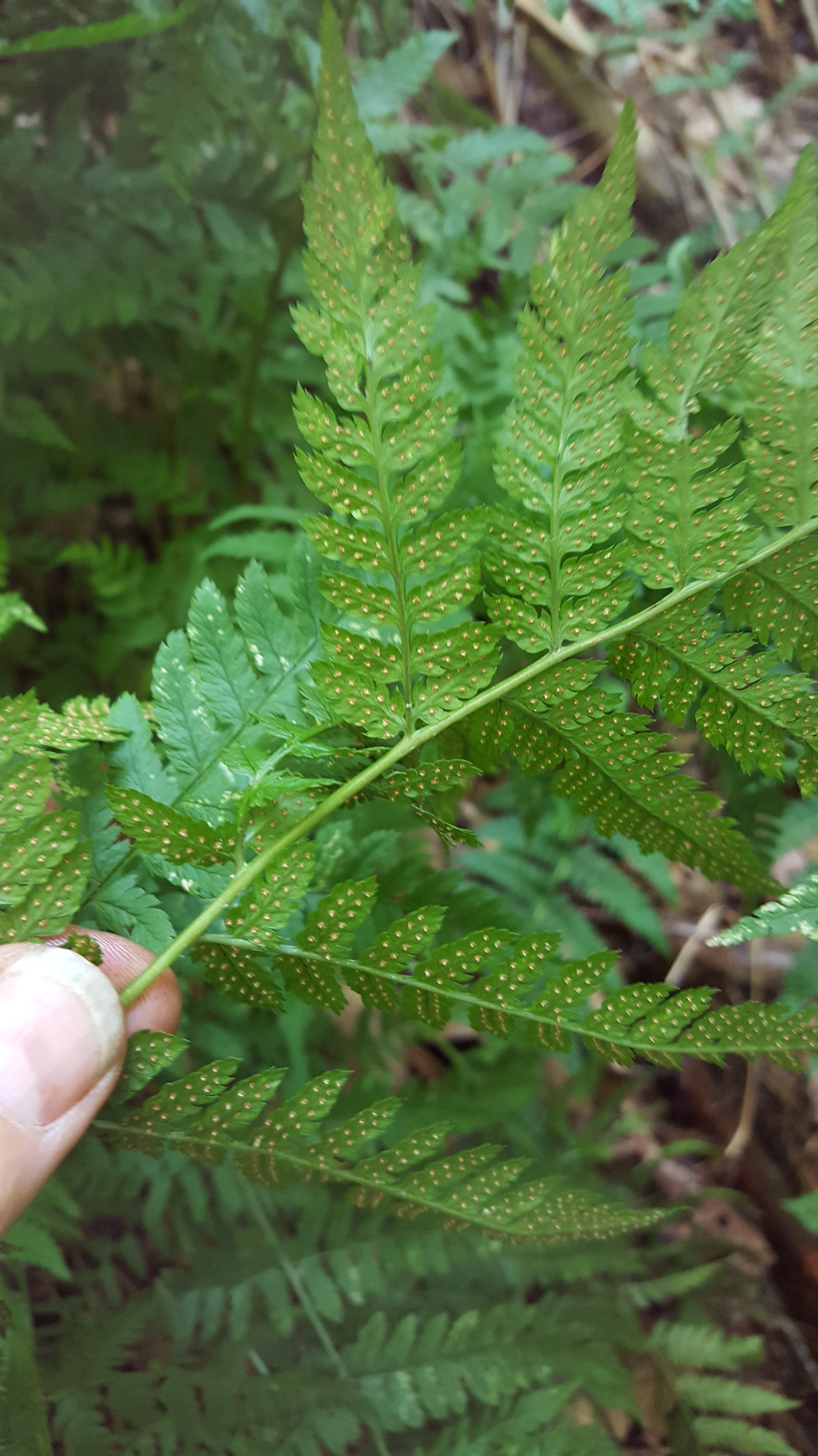 dryopteris-carthusiana_2.jpg