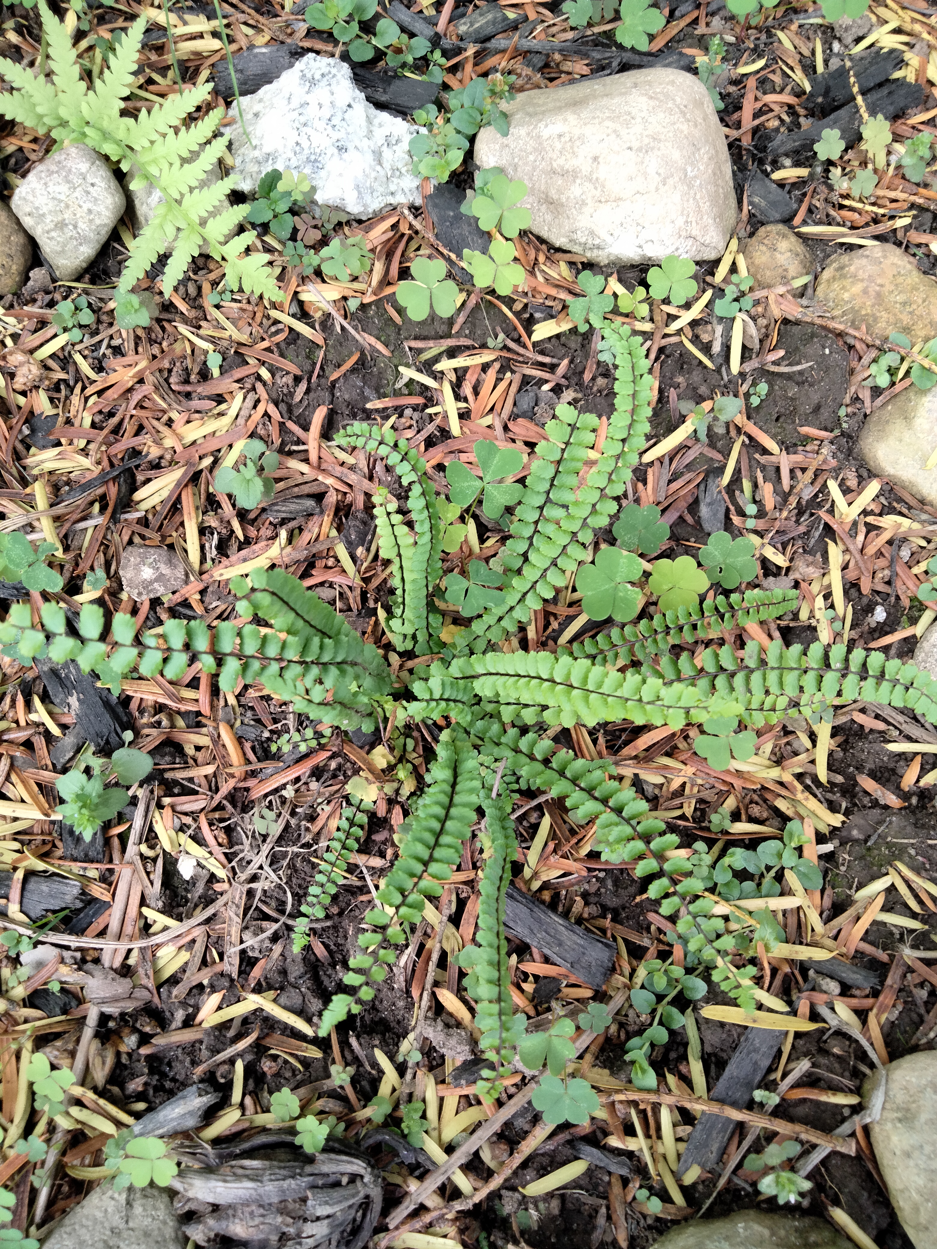 maidenhairspeenwort.jpg