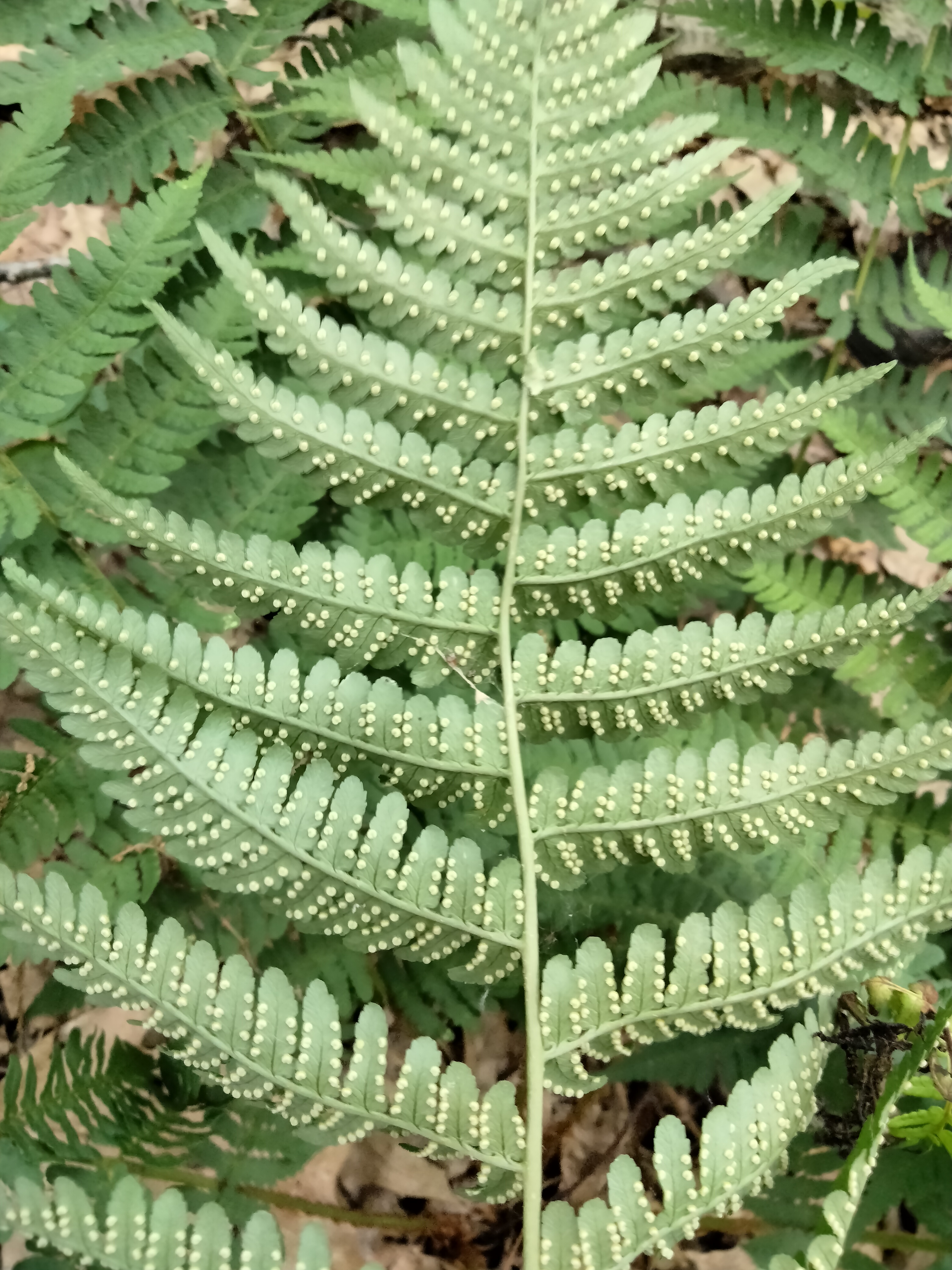 marinalwoodfern.jpg