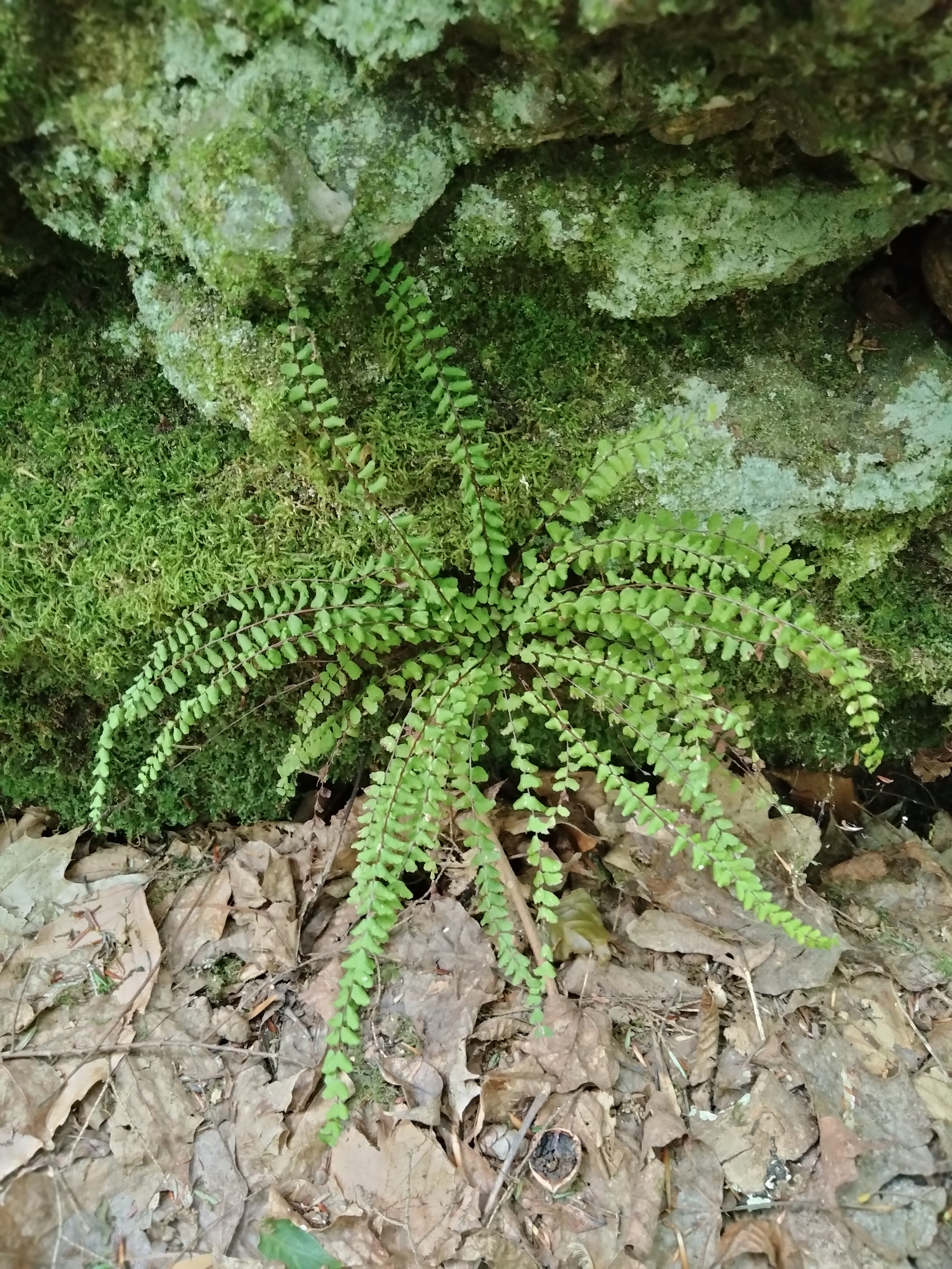 mttoby_aspenium_trichomanes5.jpg