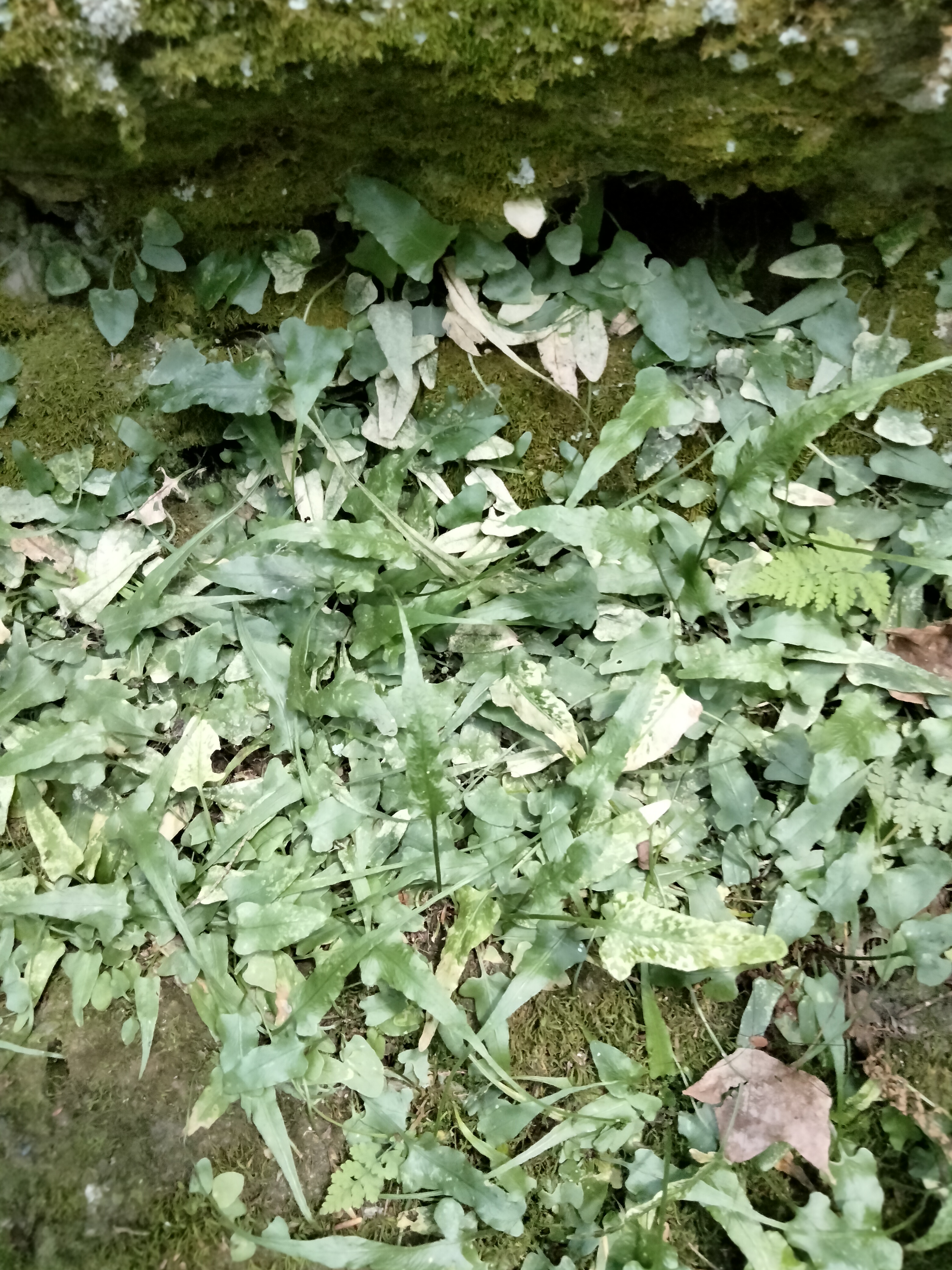 mttoby_aspensium_rhizophyllum2.jpg