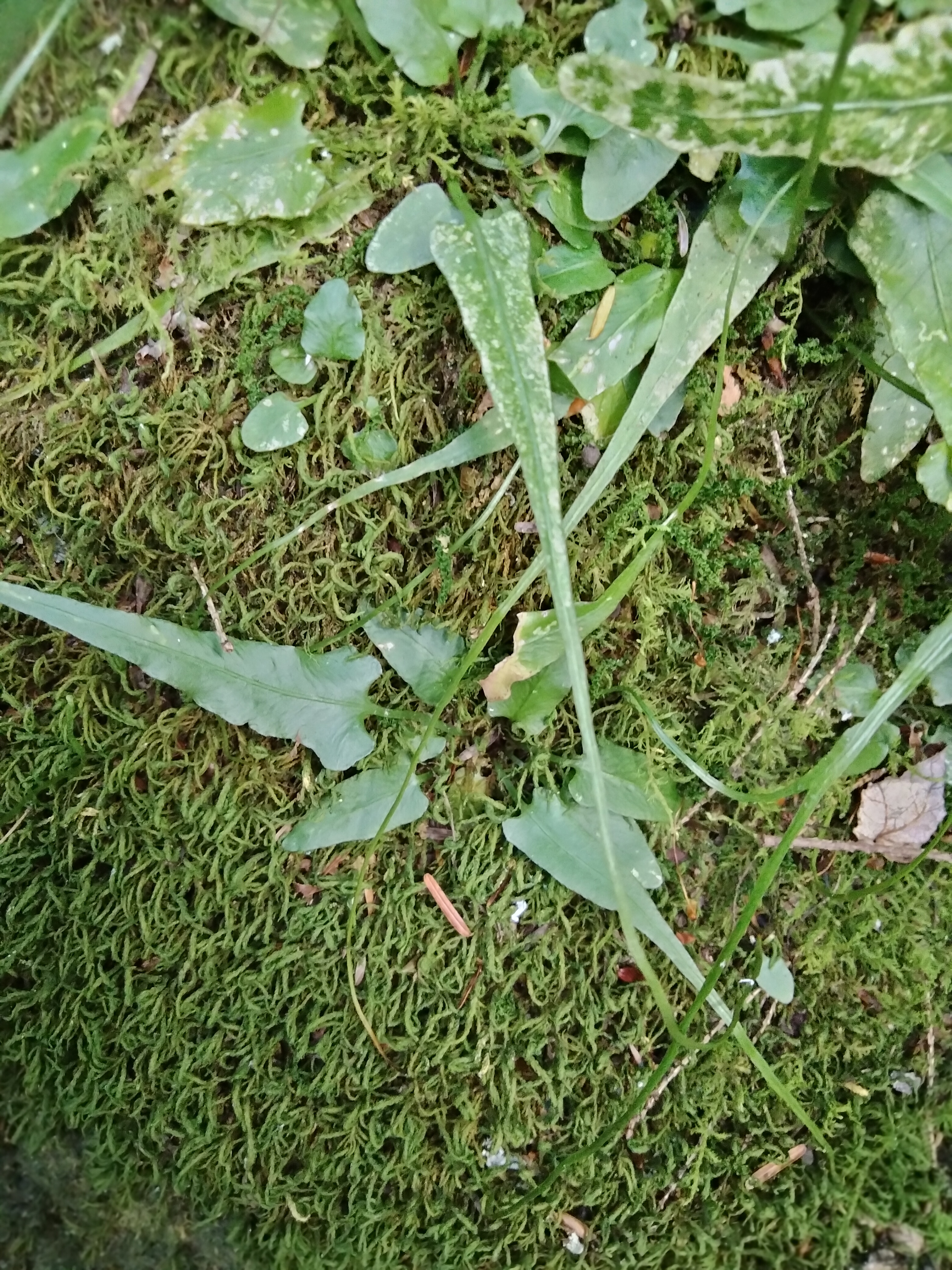 mttoby_aspensium_rhizophyllum4.jpg
