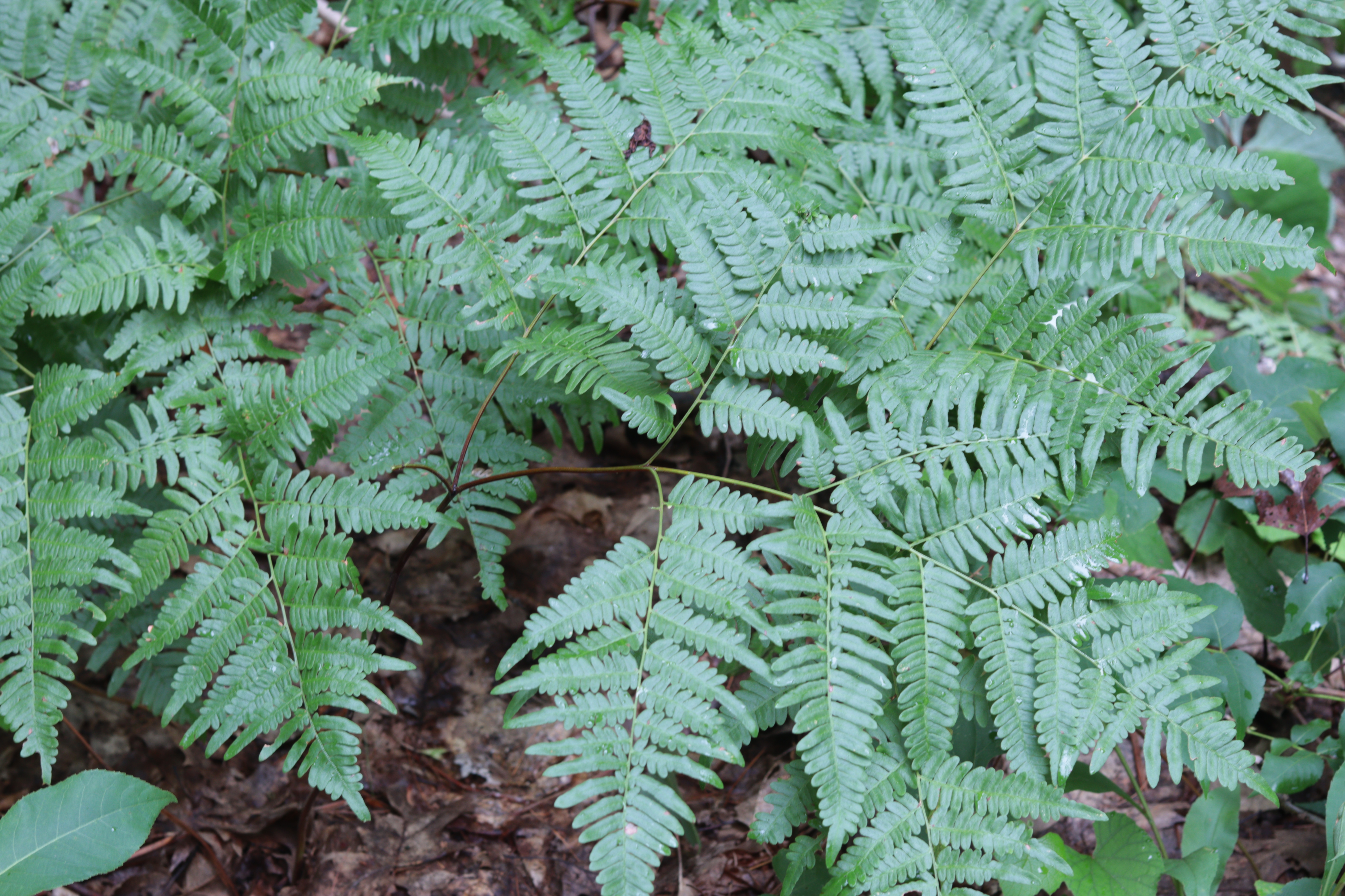 mttoby_bracken_1.jpg