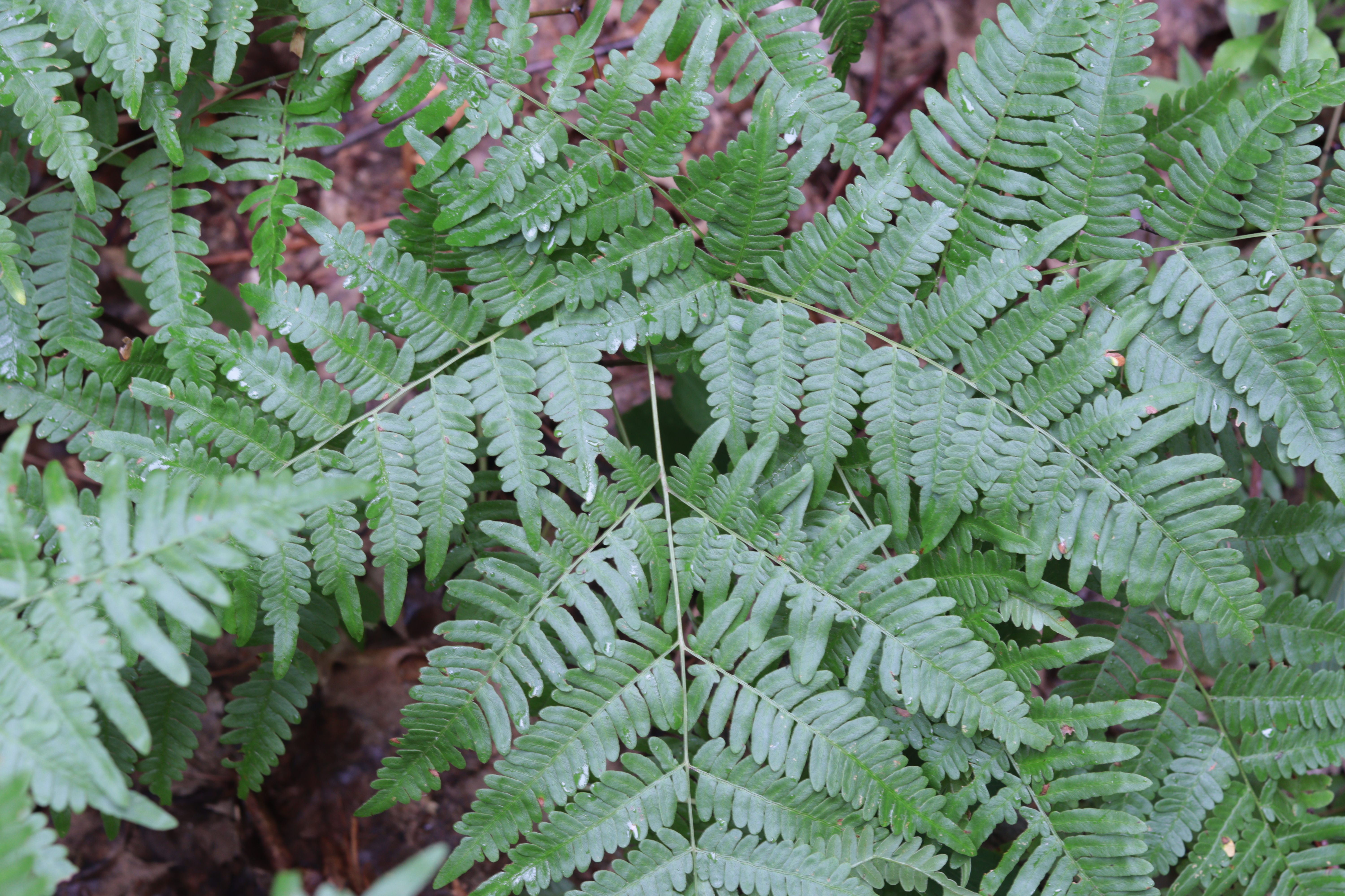mttoby_bracken_2.jpg