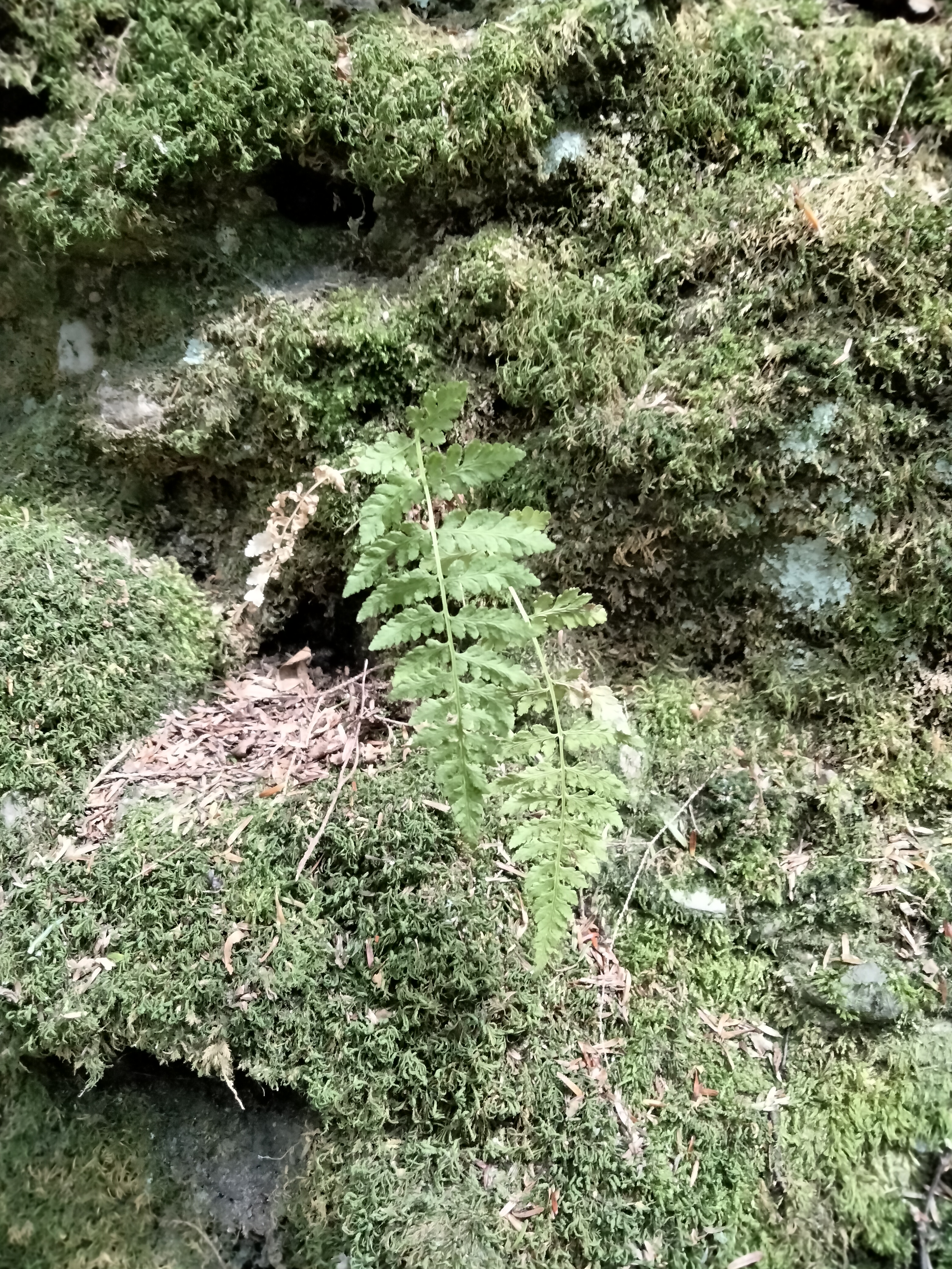 mttoby_fragilefern.jpg