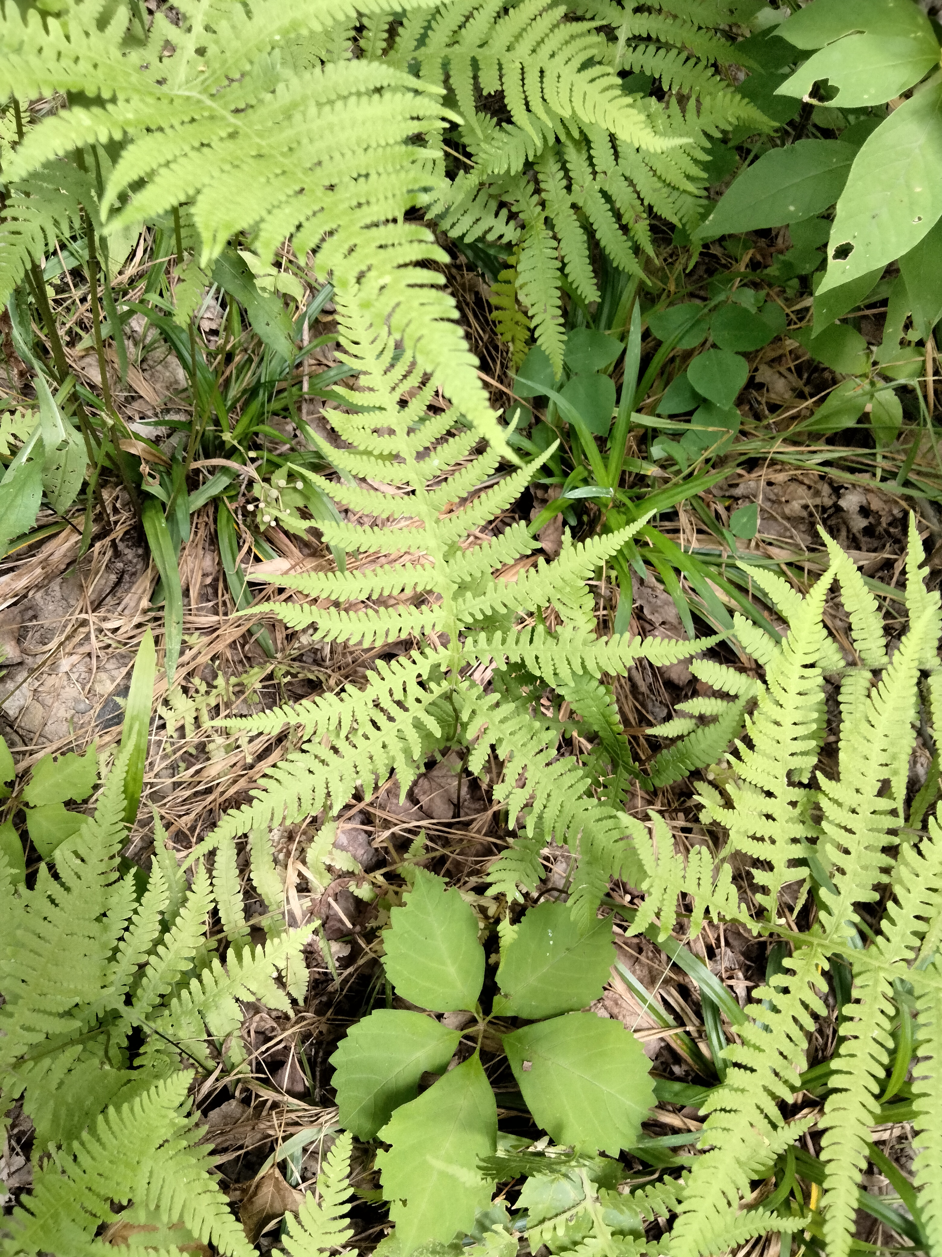 mttoby_phegopteris_hexagonopetra1.jpg