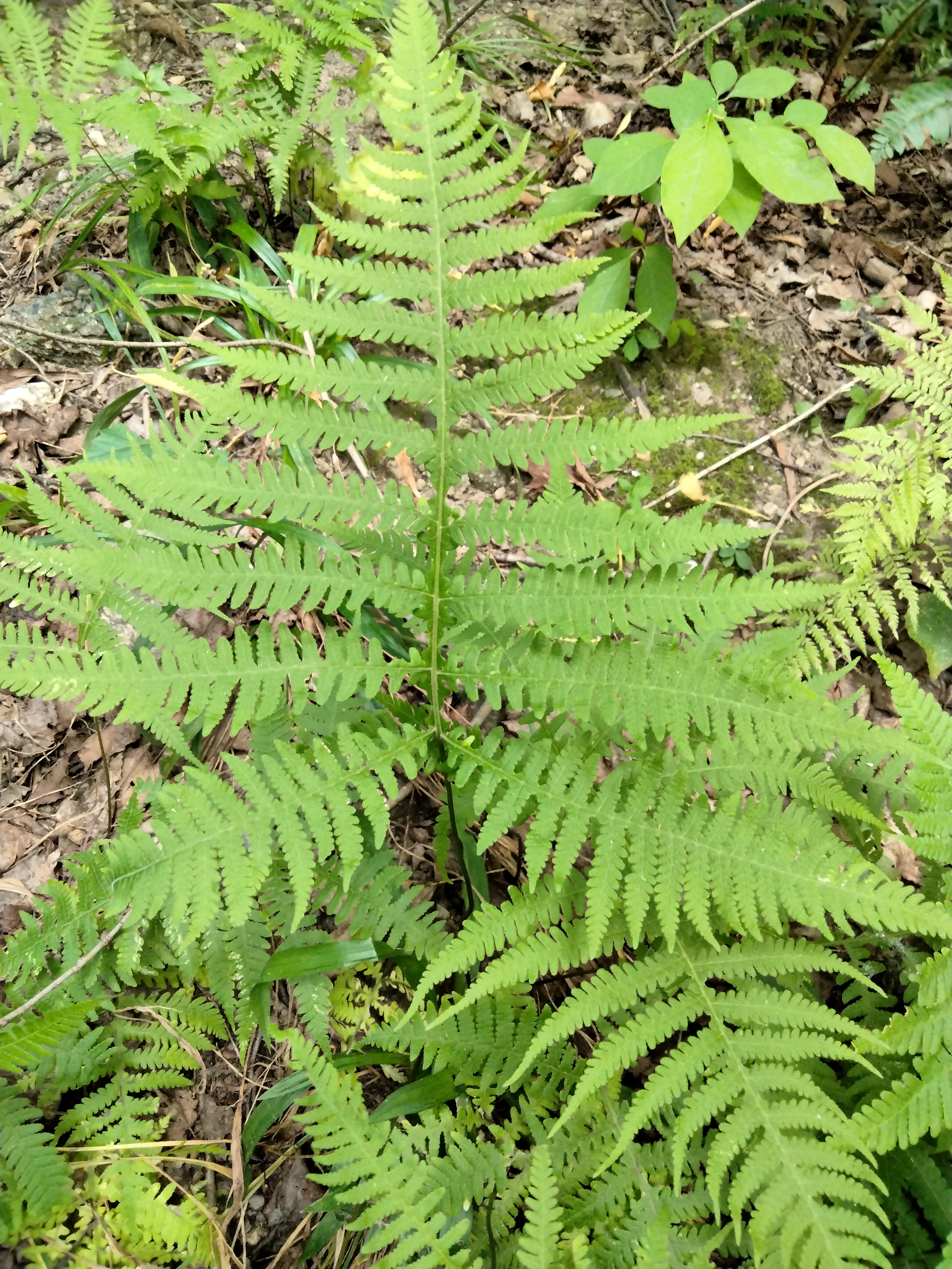 mttoby_phegopteris_hexagonopetra3.jpg