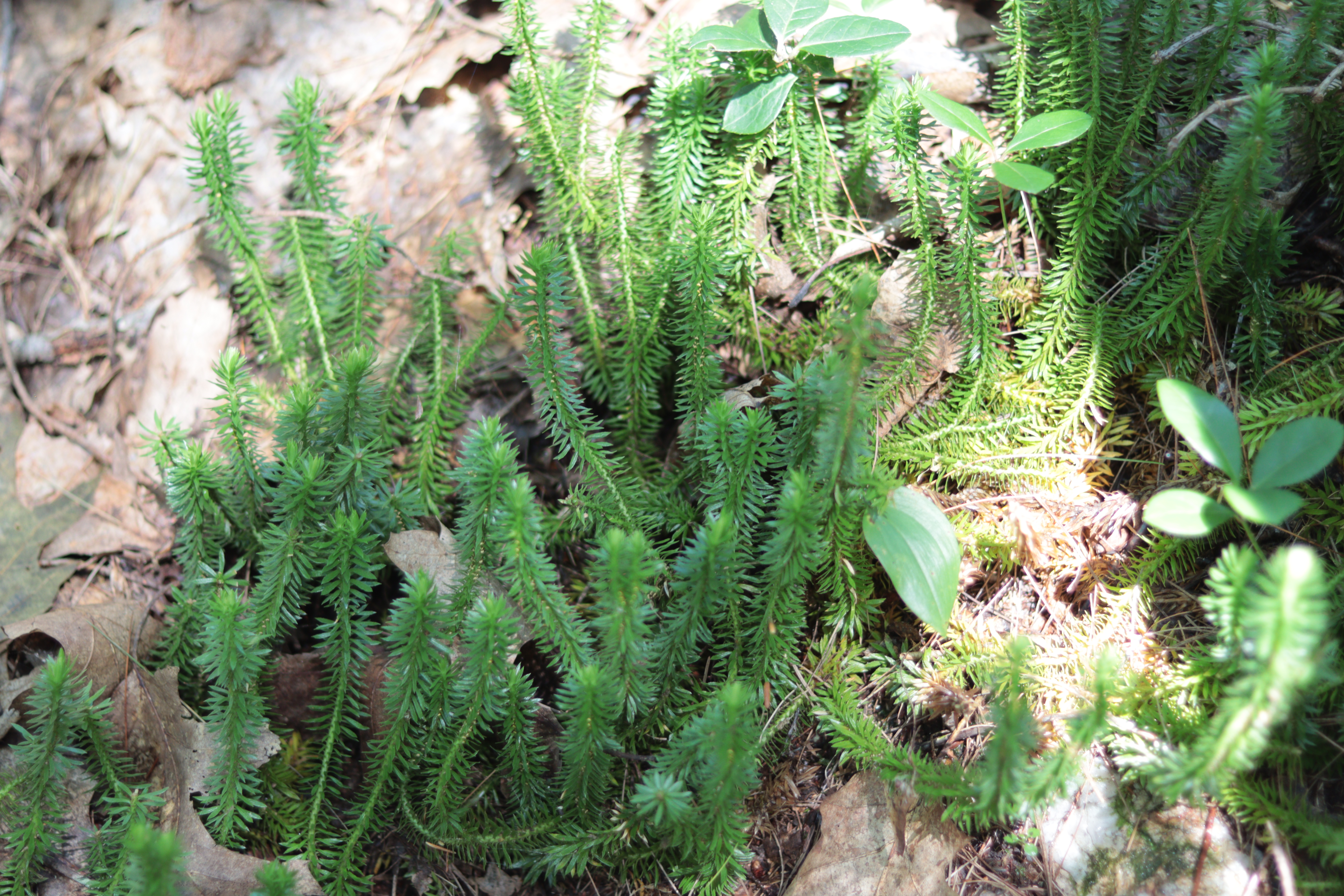 mttoby_shinningfirmoss_2.jpg