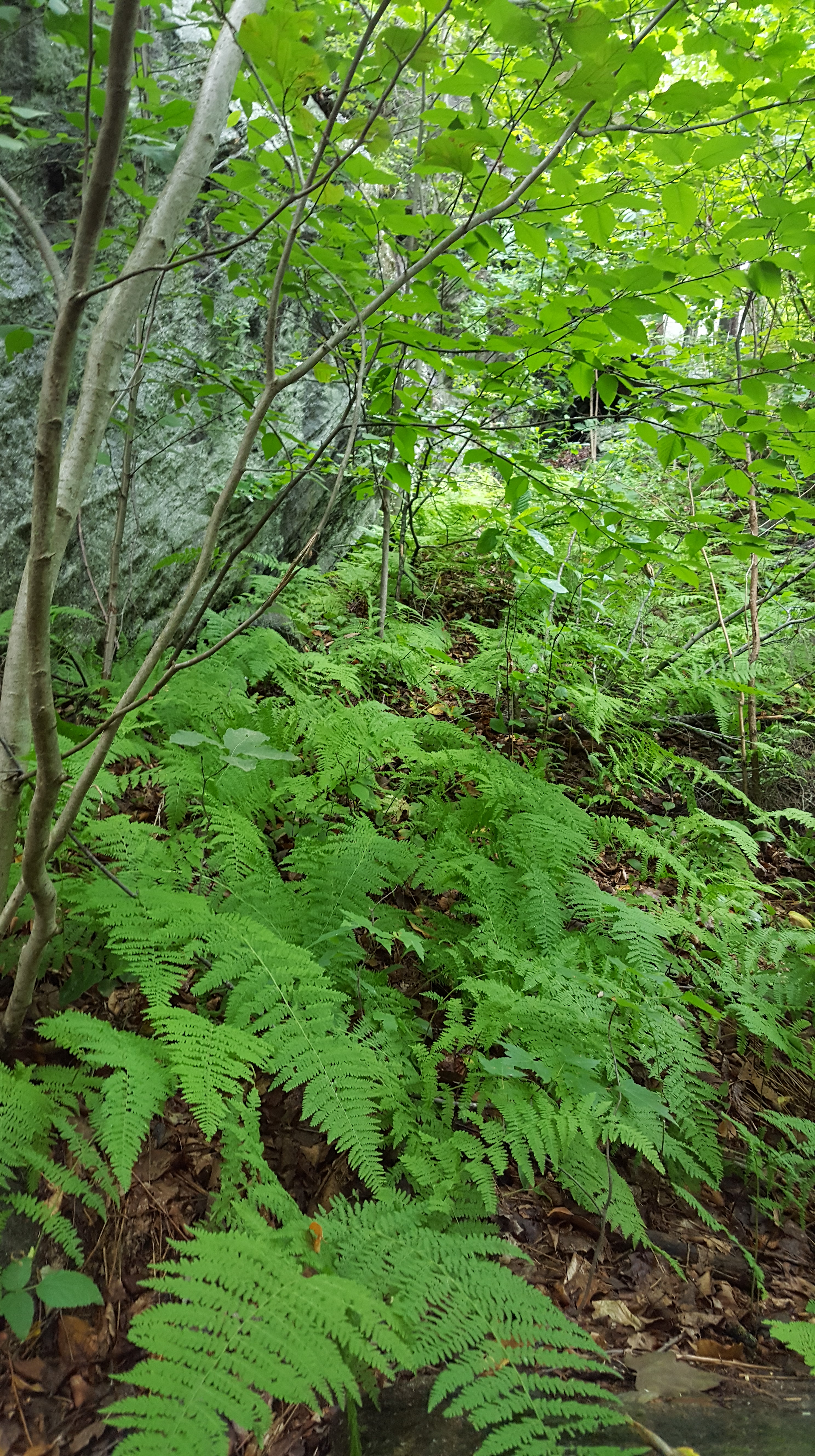naugatuck_st_park_climb_2.jpg