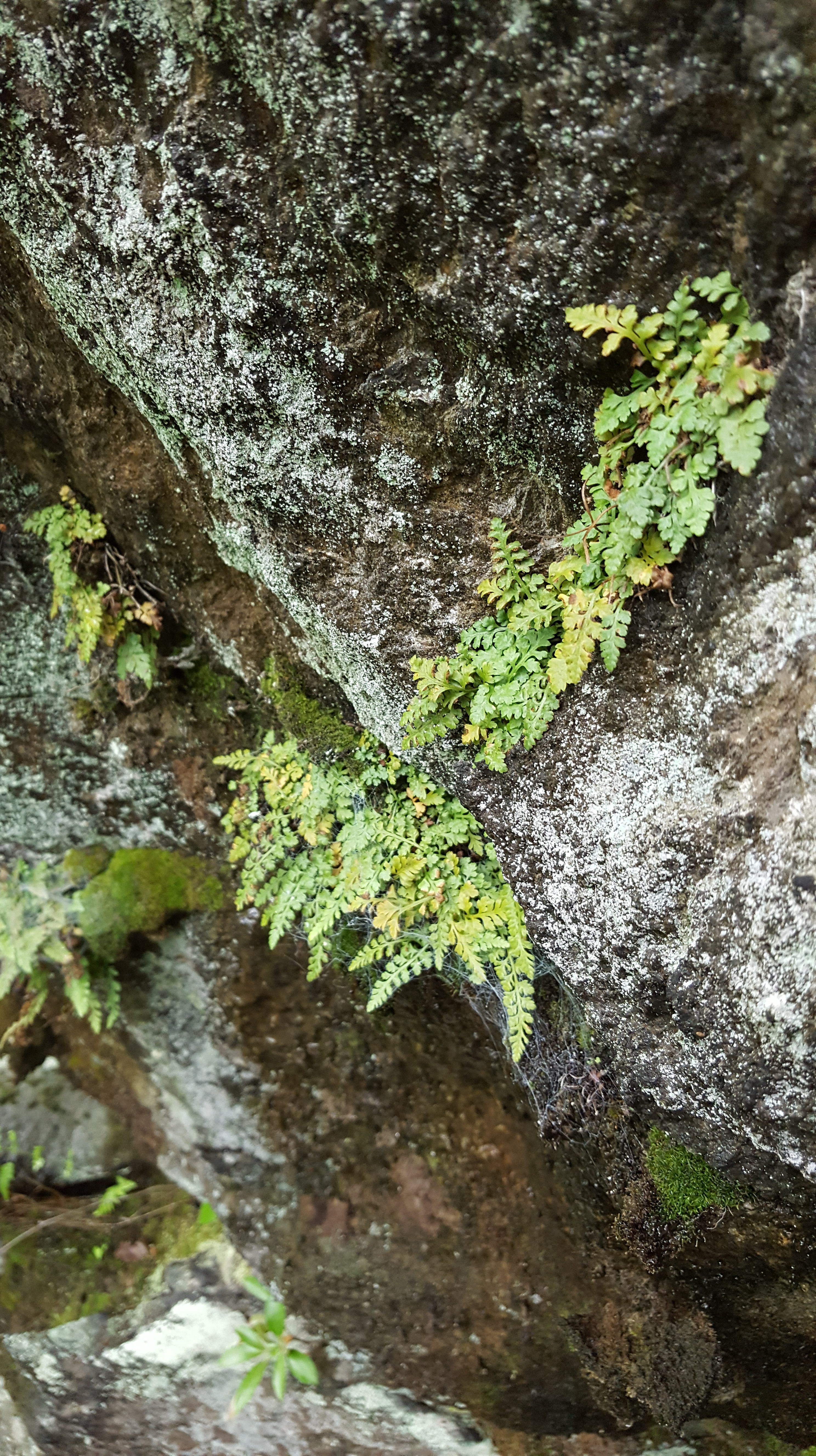naugatuck_st_park_fern_2.jpg