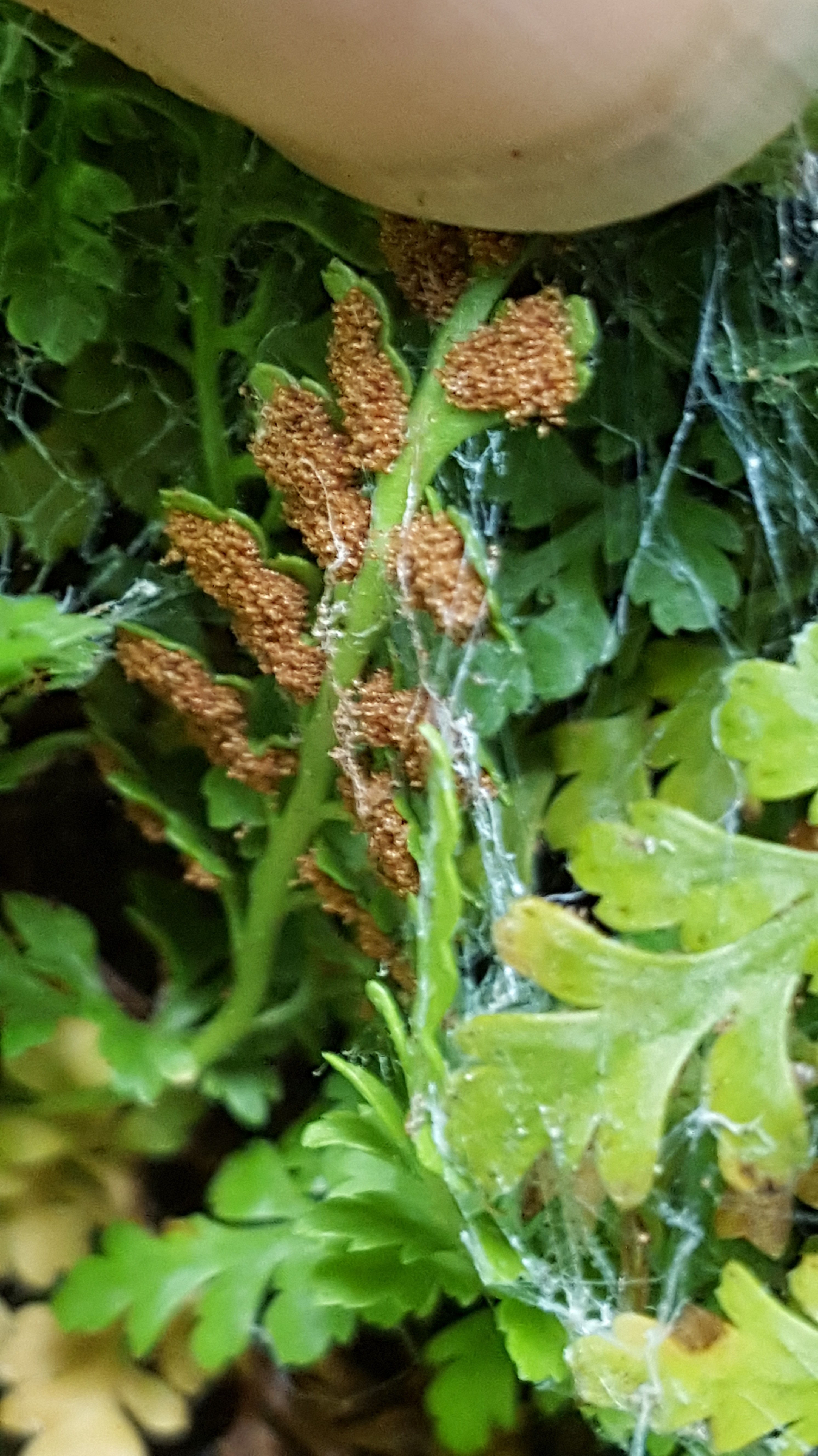naugatuck_st_park_fern_4.jpg