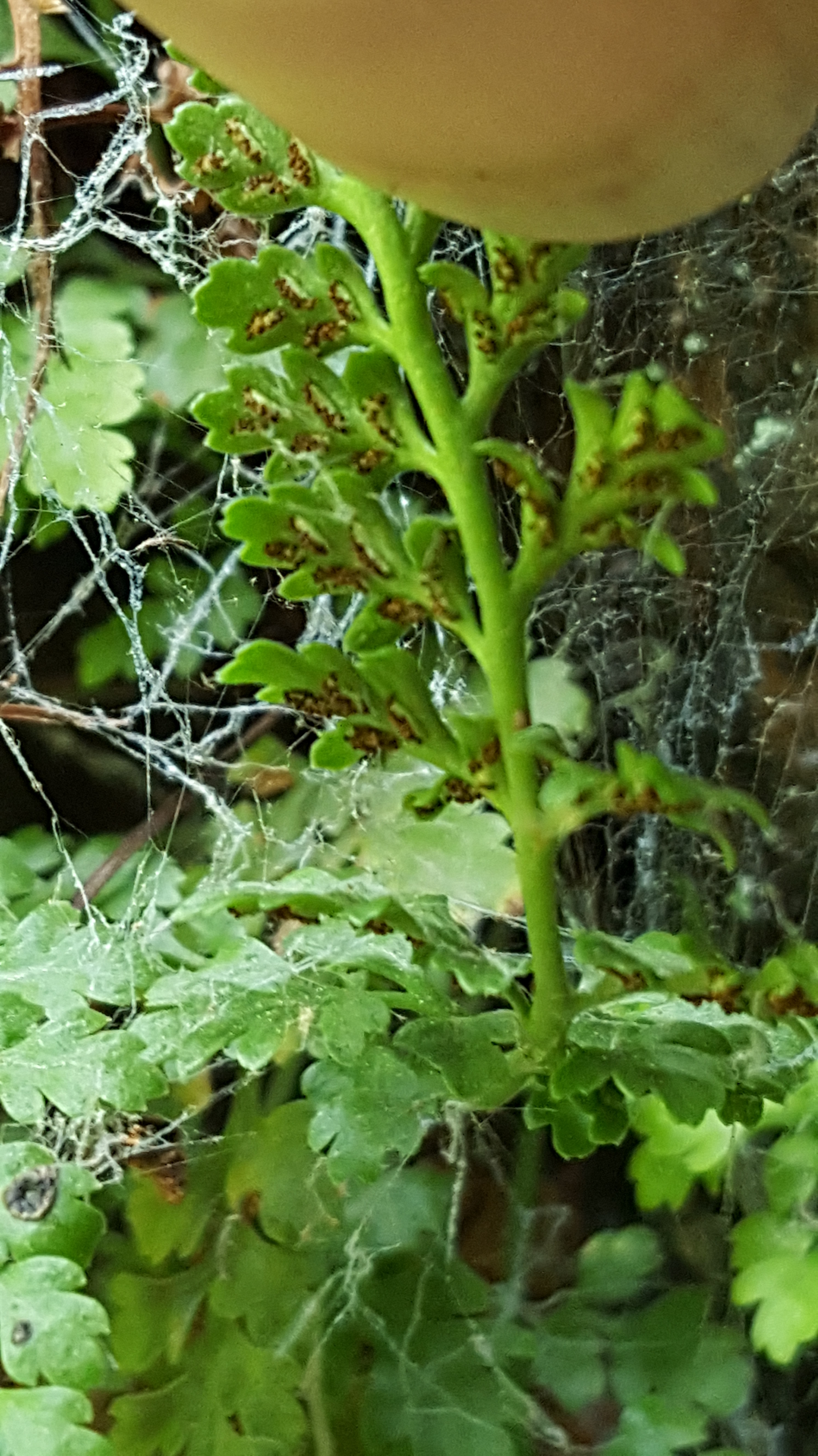 naugatuck_st_park_fern_5.jpg
