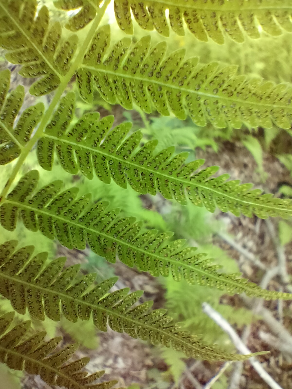 newyorkfern.jpg