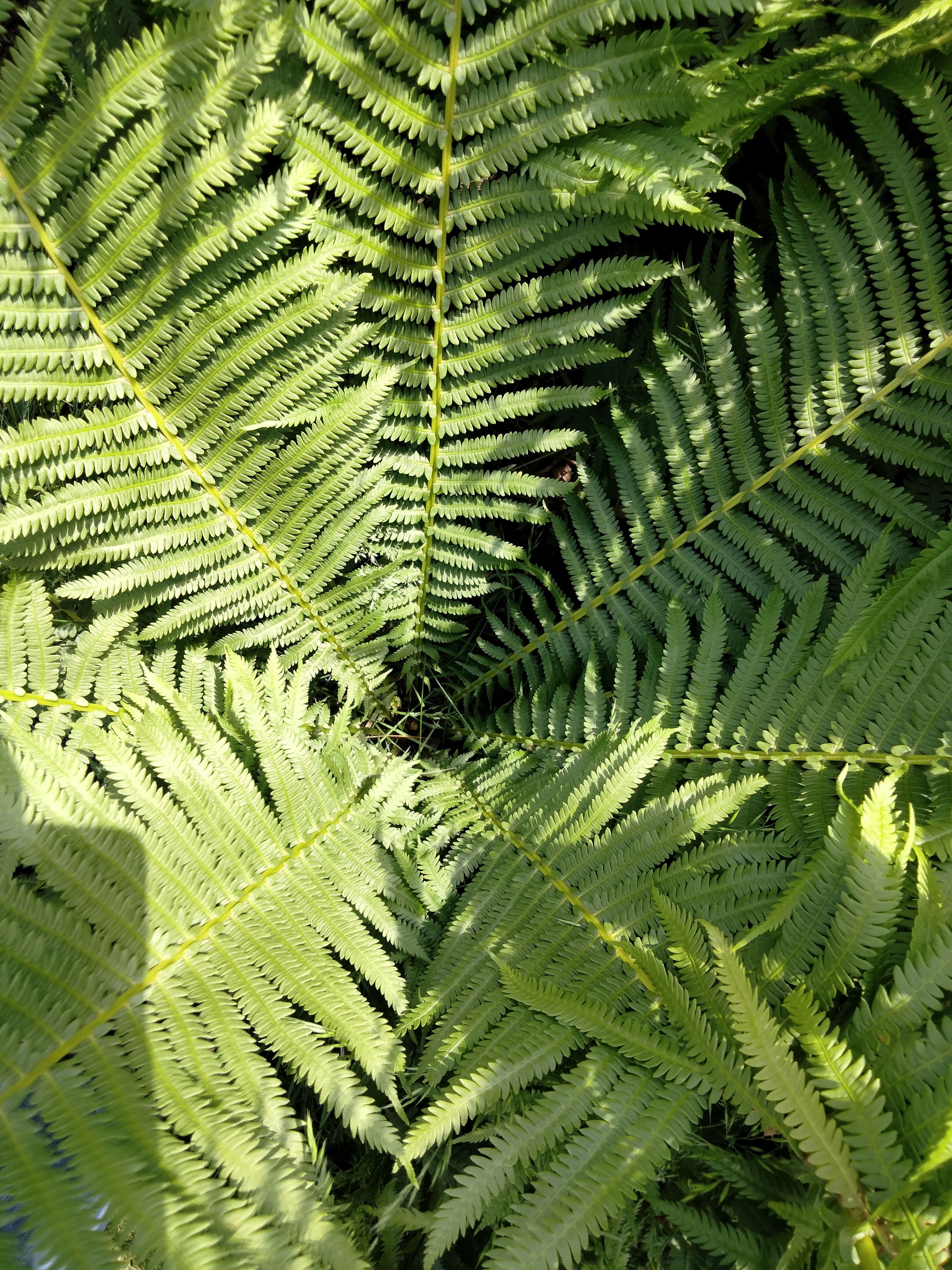 ostrichferns.jpg