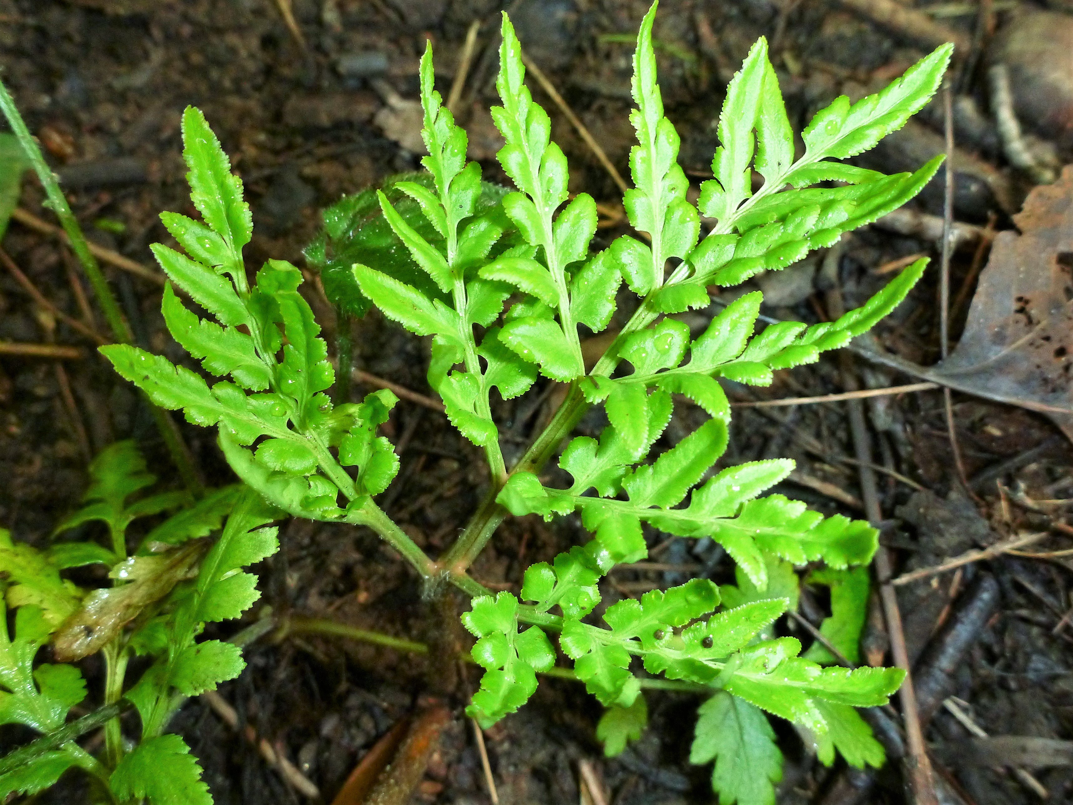 p1130429-2.jpg
