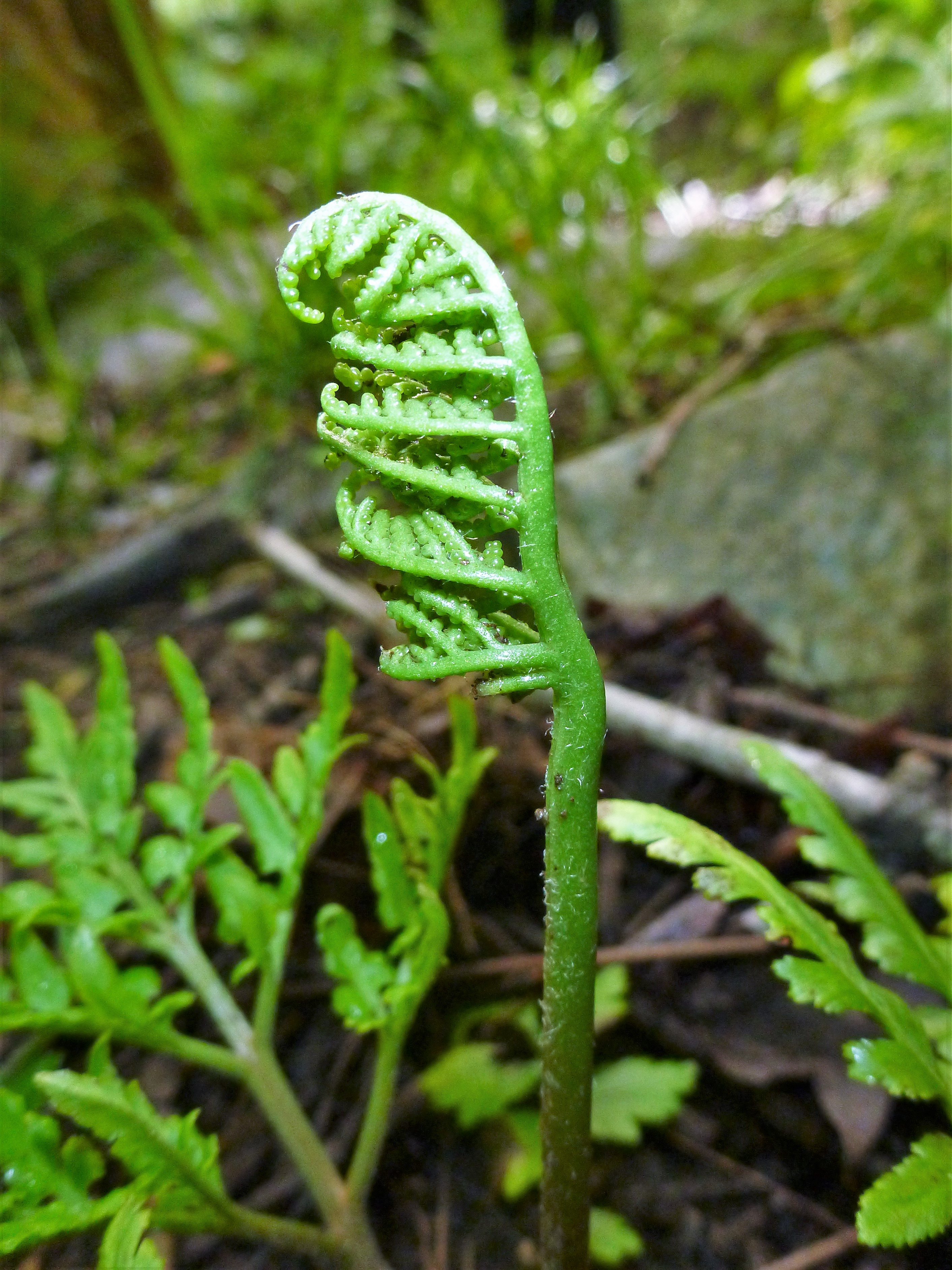 p1130431-2.jpg