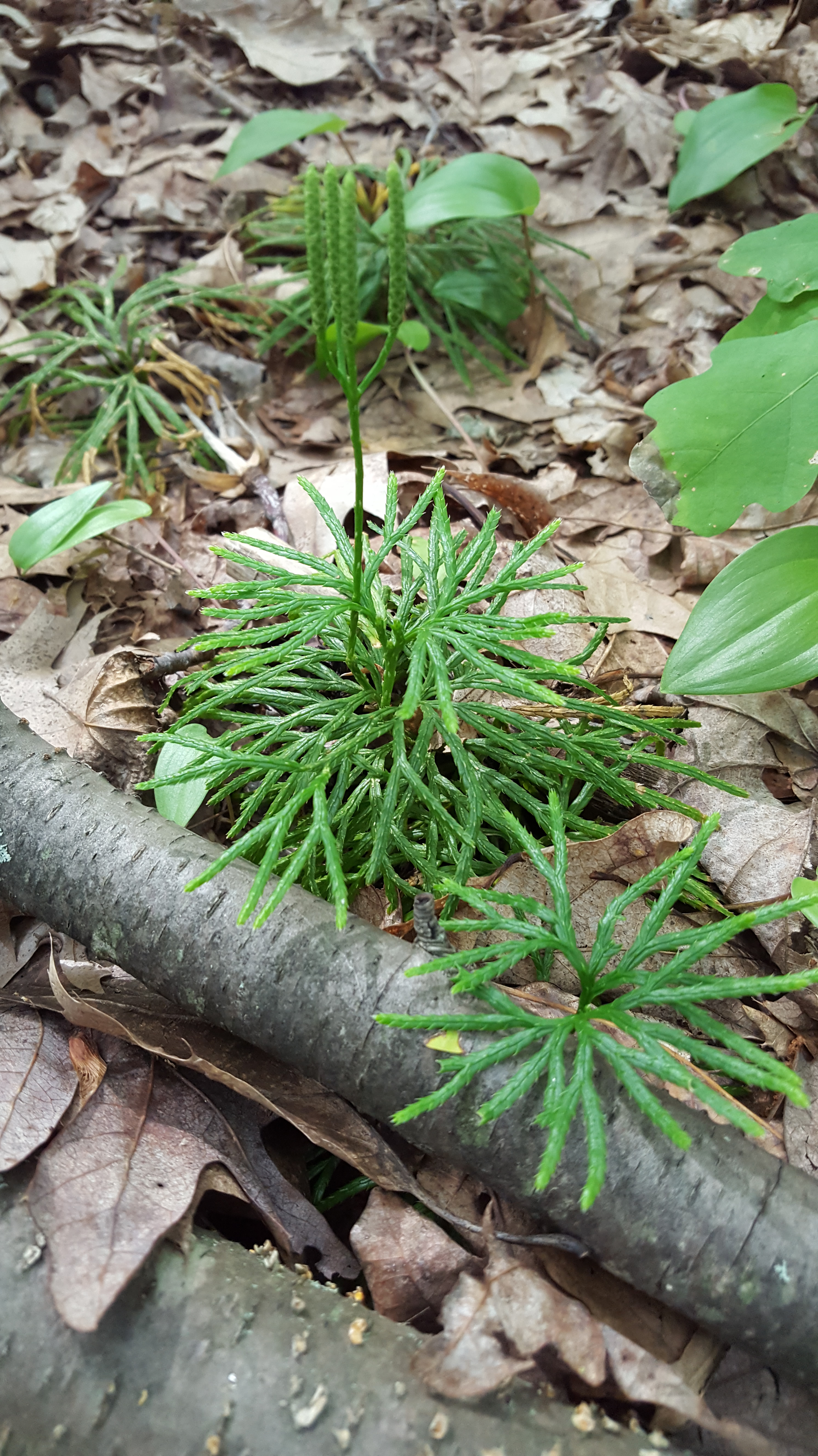 southerngroundcedar.jpg
